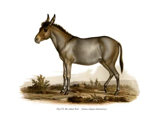Åsnan, 1860